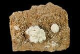 Crinoid (Dorycrinus) & Blastoid (Cryptoblastus) Plate - Missouri #162666-1